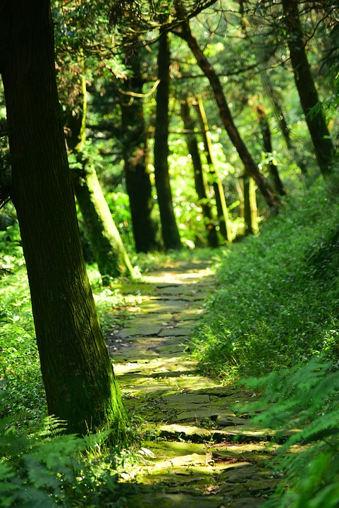 chemin, parcours entouré d'arbres et herbes. Le soleil perce entre les arbres